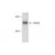 DEDD Antibody (G-6) - Western Blotting - Image 147453 