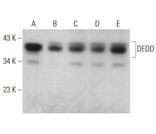 DEDD Antibody (H-4) - Western Blotting - Image 376946