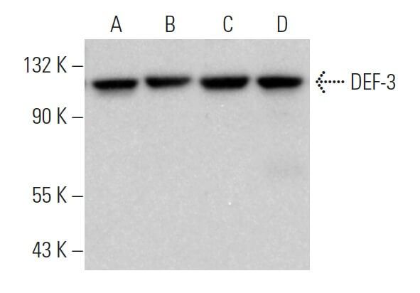 Def3 Symbol DEF-3 Antibody (D-3) | SCBT - Santa Cruz Biotechnology