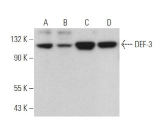 DEF-3 Antibody (G-6) - Western Blotting - Image 371658 