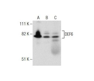 DEF6 Antibody (SW-9) - Western Blotting - Image 160387 