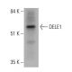 DELE1 Antibody (D-11) - Western Blotting - Image 344050