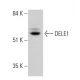 DELE1 Antibody (D-11) - Western Blotting - Image 344051 