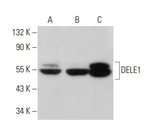 DELE1 Antibody (D-11) - Western Blotting - Image 375976 