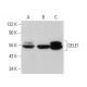 DELE1 Antibody (D-11) - Western Blotting - Image 375976 