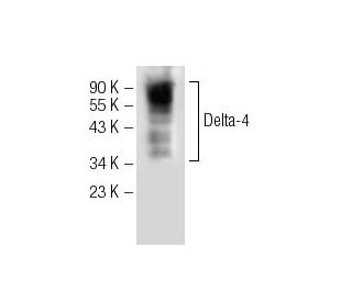 western blotting image from recommended Delta-4 (G-12) monoclonal antibody replacement. Image 141308