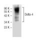 western blotting image from recommended Delta-4 (G-12) monoclonal antibody replacement. Image 141308