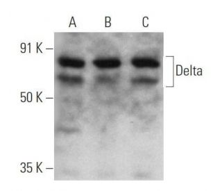 Delta Antibody (E-5) - Western Blotting - Image 356180 