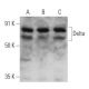Delta Antibody (E-5) - Western Blotting - Image 356180 