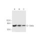 western blotting image from recommended Delta (G-1) monoclonal antibody replacement. Image 294761