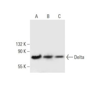 Delta Antibody (G-1) - Western Blotting - Image 294761