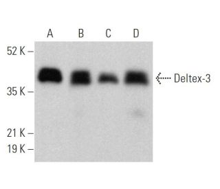 Deltex-3 Antibody (C-10) - Western Blotting - Image 372088 