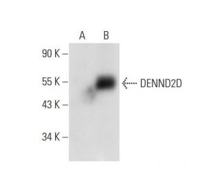DENND2D Antibody (H-6) - Western Blotting - Image 304303