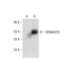 DENND2D Antibody (H-6) - Western Blotting - Image 304303