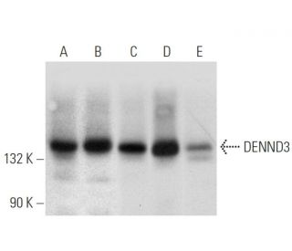 DENND3 Antibody (A-6) - Western Blotting - Image 314229 