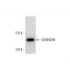 DENND4B Antibody (F-10) - Western Blotting - Image 325167