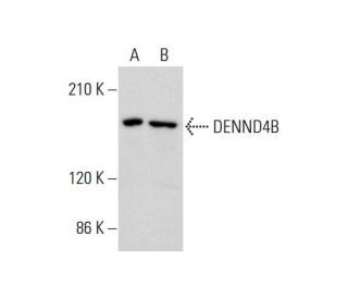 DENND4B Antibody (F-10) - Western Blotting - Image 325250 