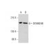 DENND4B Antibody (F-10) - Western Blotting - Image 325250 