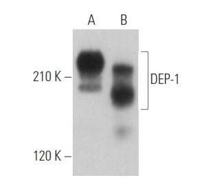 DEP-1 Antibody (F-12) - Western Blotting - Image 363102 