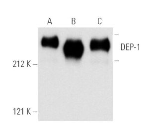 DEP-1 Antibody (143-41) - Western Blotting - Image 2255 