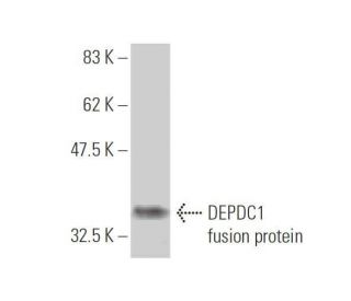 DEPDC1 Antibody (6H1) - Western Blotting - Image 350229