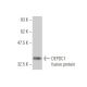 DEPDC1 Antibody (6H1) - Western Blotting - Image 350229