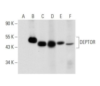 DEPTOR Antibody (A-3) - Western Blotting - Image 301487 