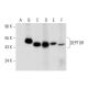 DEPTOR Antibody (A-3) - Western Blotting - Image 301487 