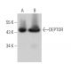 DEPTOR Antibody (A-3) - Western Blotting - Image 363880 