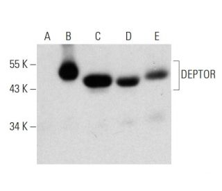 DEPTOR Antibody (D-2) - Western Blotting - Image 324811 