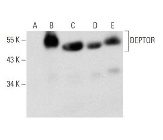 DEPTOR Antibody (E-2) - Western Blotting - Image 324808 