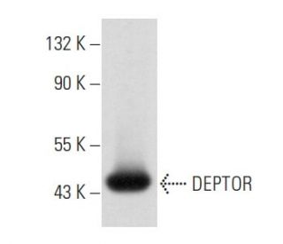 DEPTOR Antibody (E-2) - Western Blotting - Image 356837 