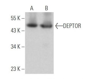 DEPTOR Antibody (D-2) - Western Blotting - Image 363883
