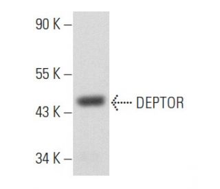 DEPTOR Antibody (E-2) - Western Blotting - Image 356833