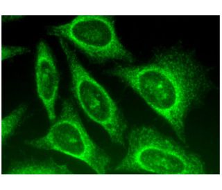 Derlin-2/3 Antibody (A-6) - Immunofluorescence - Image 296348 