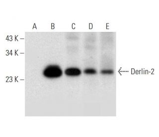 Derlin-2 Antibody (D-10) - Western Blotting - Image 305806 