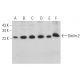 Derlin-2 Antibody (D-10) - Western Blotting - Image 367709