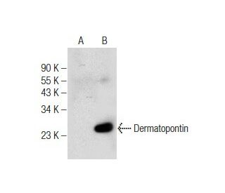 Dermatopontin Antibody (F-4) - Western Blotting - Image 159903 