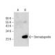 Dermatopontin Antibody (F-4) - Western Blotting - Image 159903 