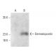 Dermatopontin Antibody (F-4) - Western Blotting - Image 403960