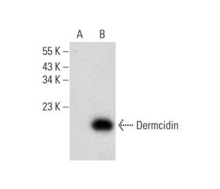 Dermcidin Antibody (E-7) - Western Blotting - Image 298103