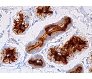 Dermcidin Antibody (G-81) - Immunohistochemistry - Image 384148 