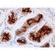 Dermcidin Antibody (G-81) - Immunohistochemistry - Image 384148 