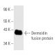 Dermcidin Antibody (G-81) - Western Blotting - Image 10481