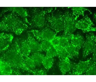 Dermcidin Antibody (H-12) - Immunofluorescence - Image 370606 
