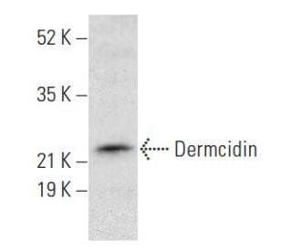 Dermcidin Antibody (H-12) - Western Blotting - Image 354959SAM Transcription Activation: SAM system utilizing dCas9-VP64, MS2-P65-HSF1, and sgRNA for precise gene transcription activation.