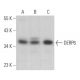 DERP6 Antibody (E-4) - Western Blotting - Image 374967 