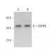 DERP6 Antibody (E-4) - Western Blotting - Image 374971