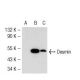 Desmin Antibody (D33) - Western Blotting - Image 53160