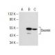 western blotting image from recommended Desmin (RD301) monoclonal antibody replacement. Image 53166